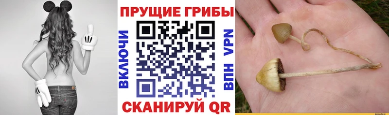 Галлюциногенные грибы ЛСД  Слободской 